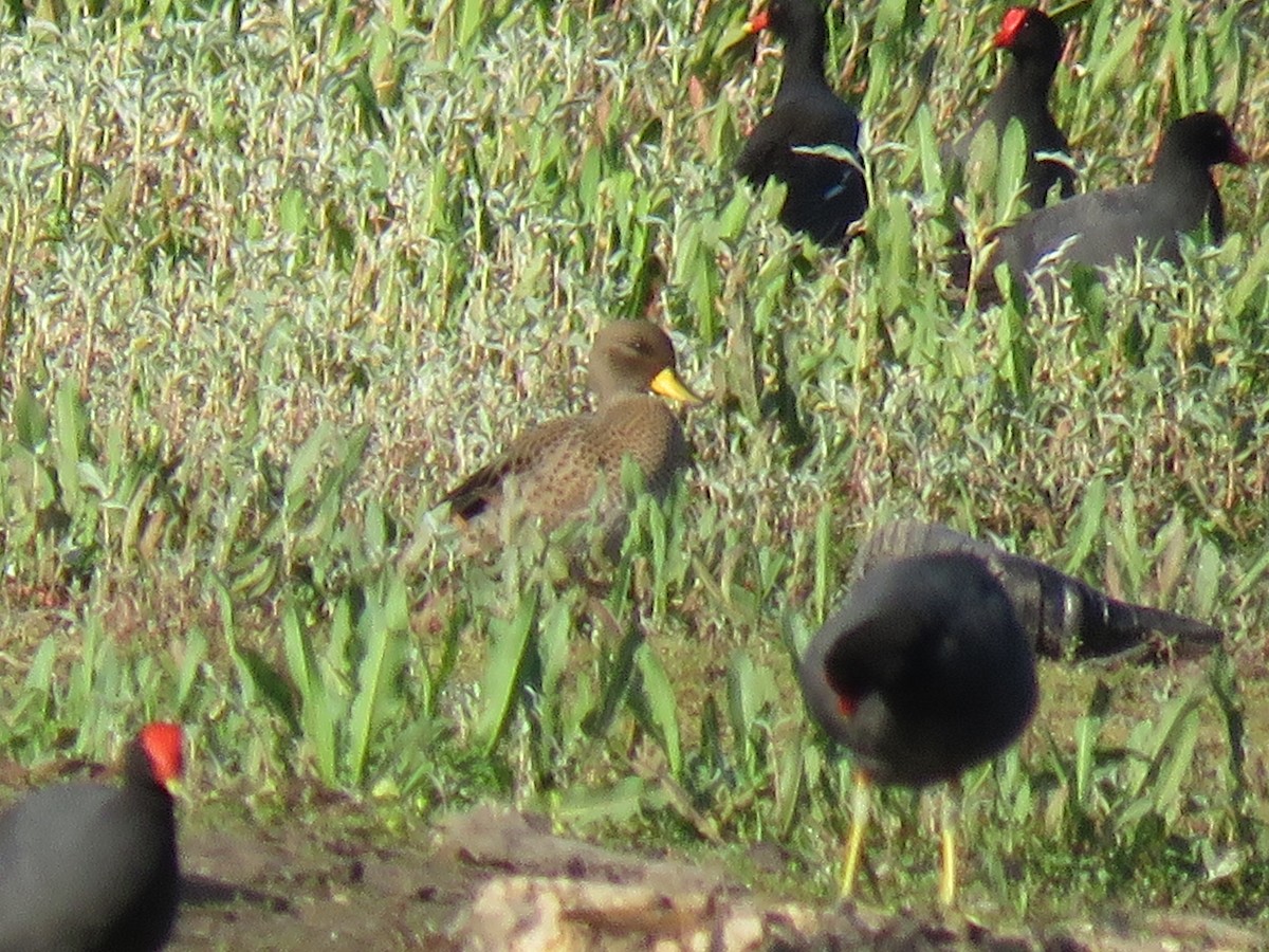 Yellow-billed Teal - ML503675491