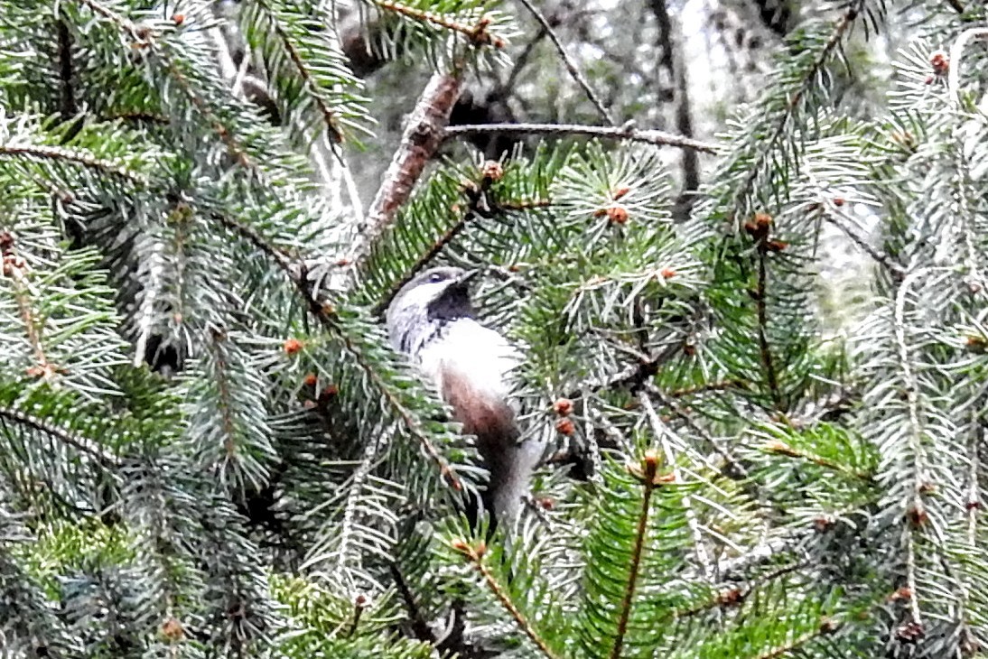 Mésange à tête brune - ML503675801