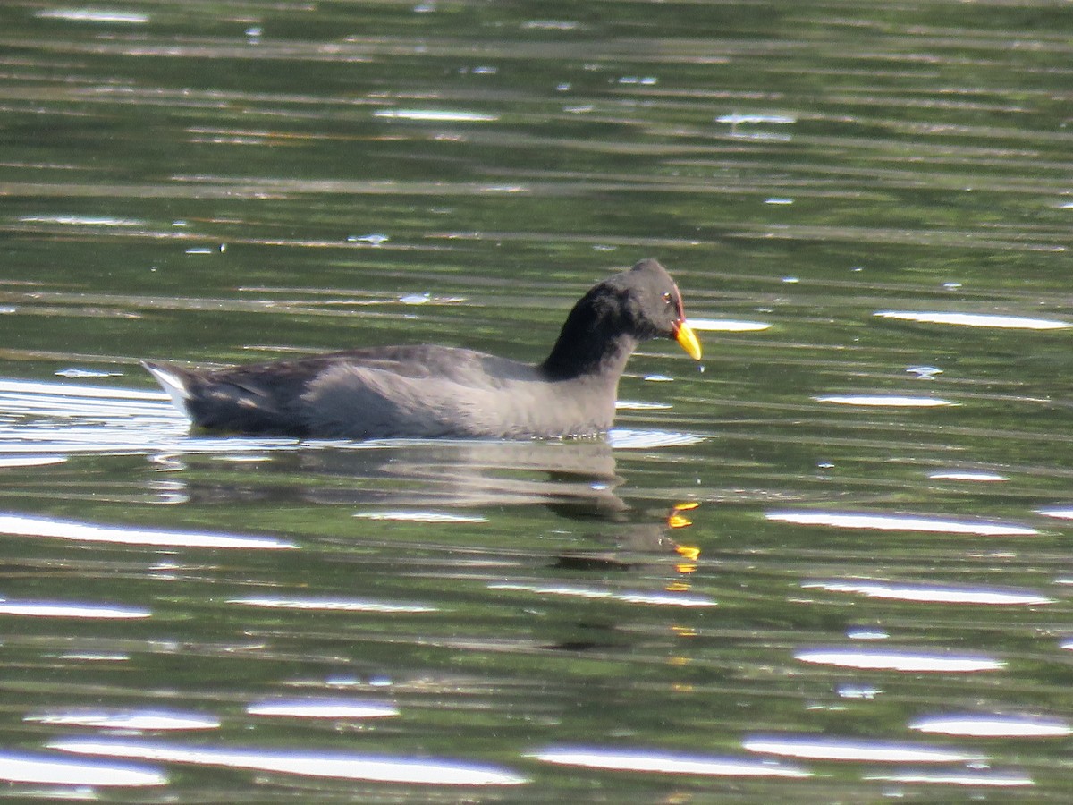 Red-fronted Coot - ML503676251