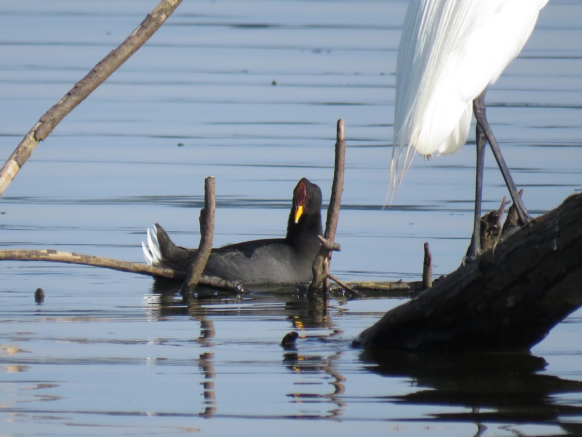 Red-fronted Coot - ML503676261