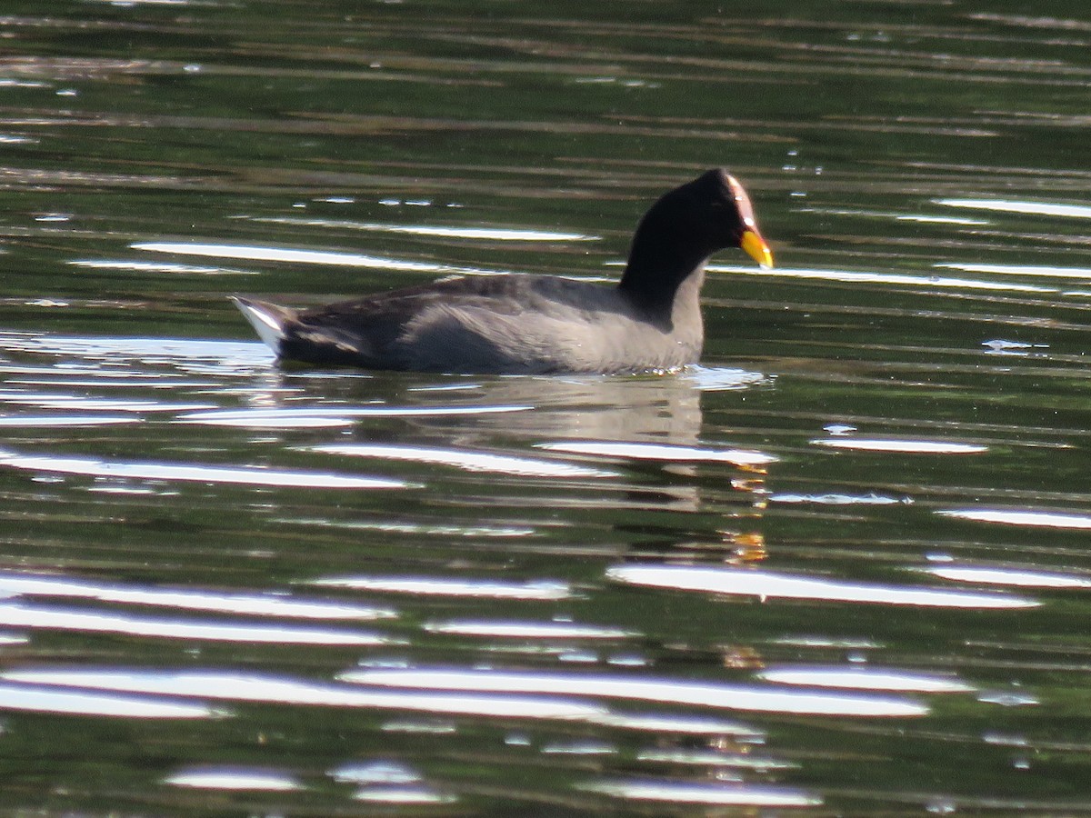 Red-fronted Coot - ML503676281