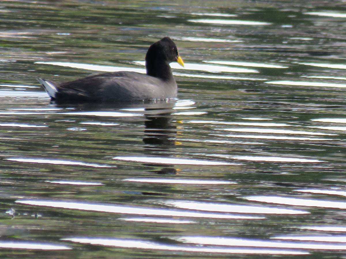 Red-fronted Coot - ML503676291