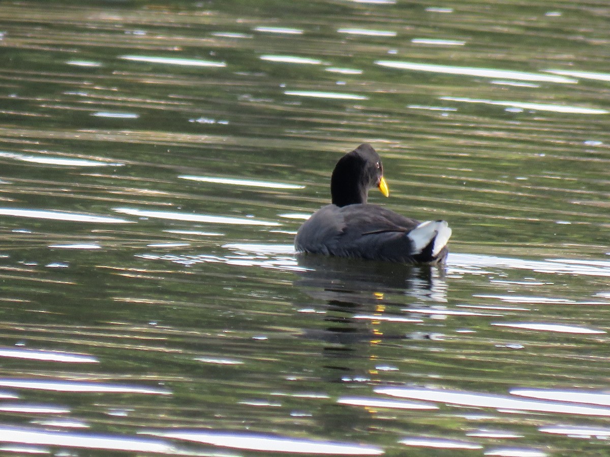 Red-fronted Coot - ML503676301