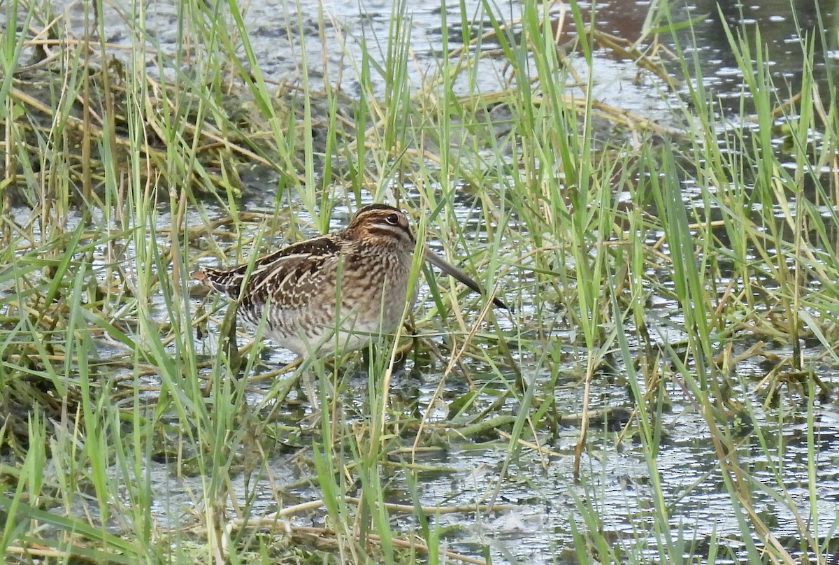 Wilson's Snipe - ML503676631