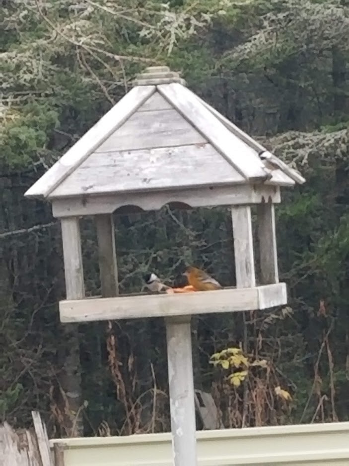 Baltimore Oriole - ML503676691