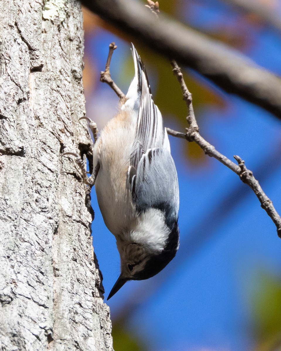 White-breasted Nuthatch - ML503676761