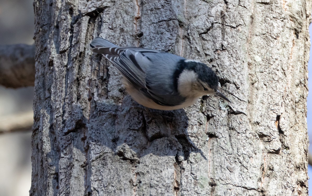 White-breasted Nuthatch - ML503676771