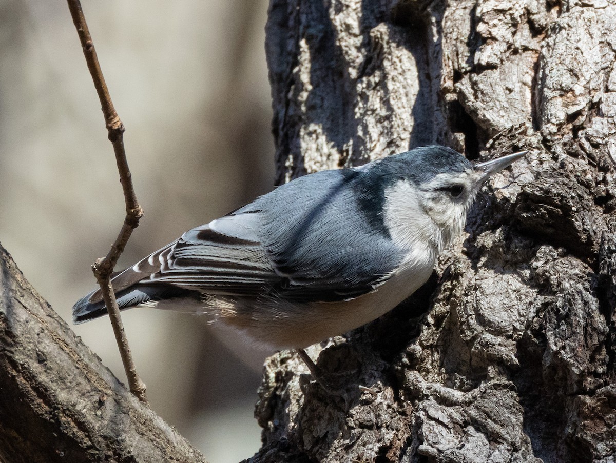 White-breasted Nuthatch - ML503676781