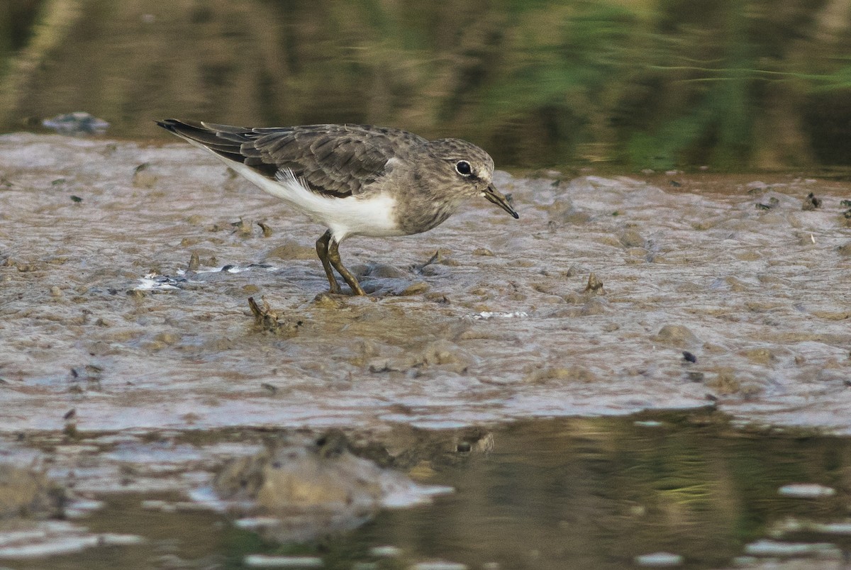 Temminck's Stint - ML503677671