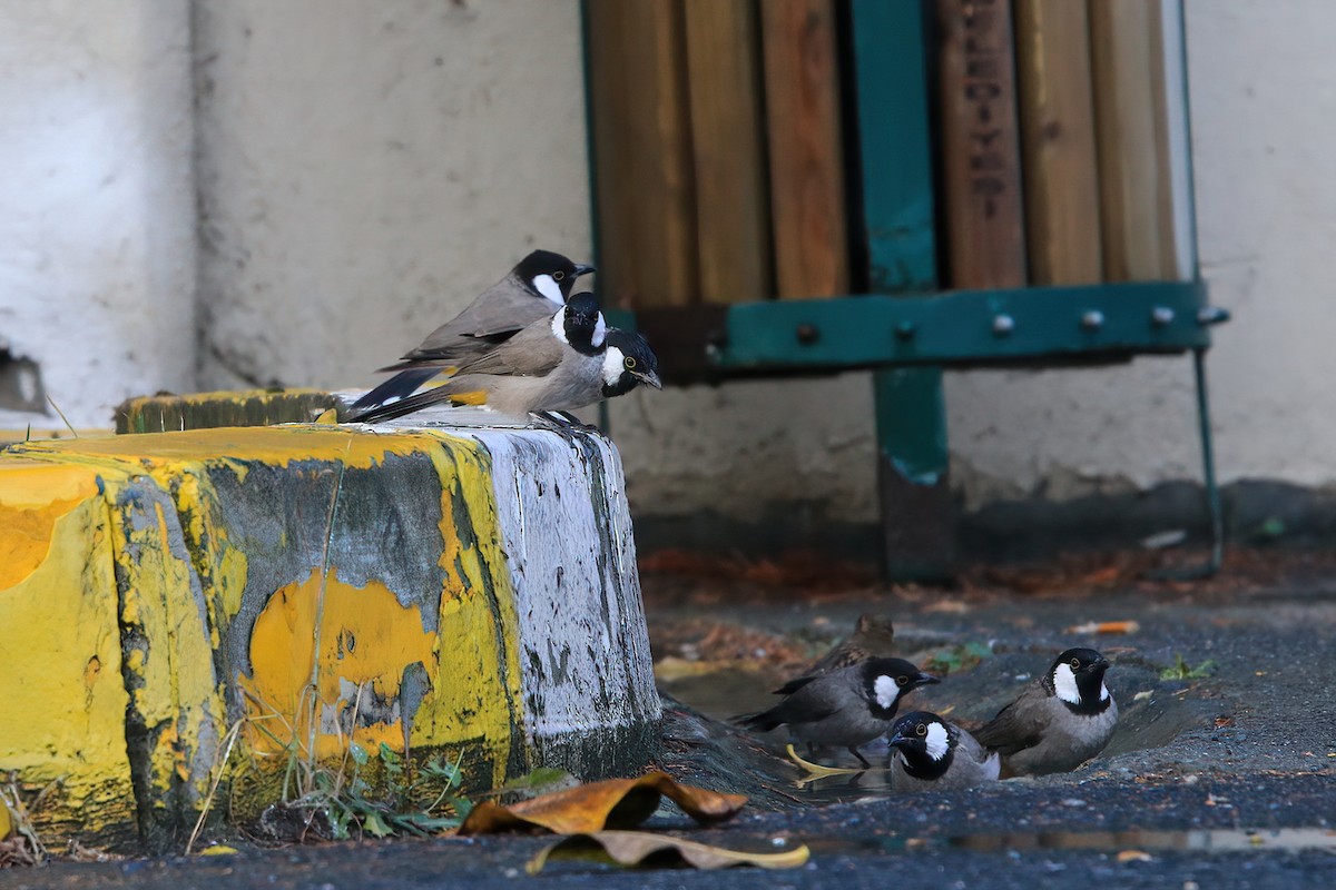 Bulbul Orejiblanco - ML503677921