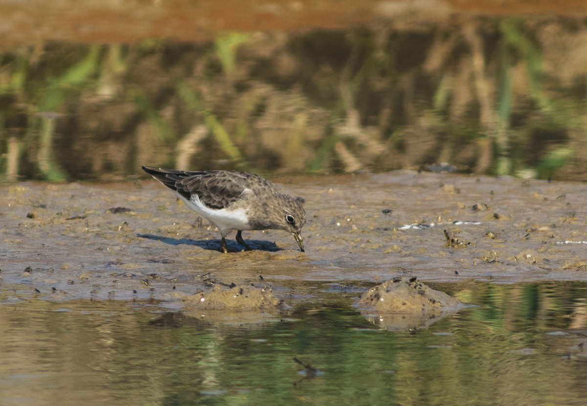 Temminck's Stint - ML503677931