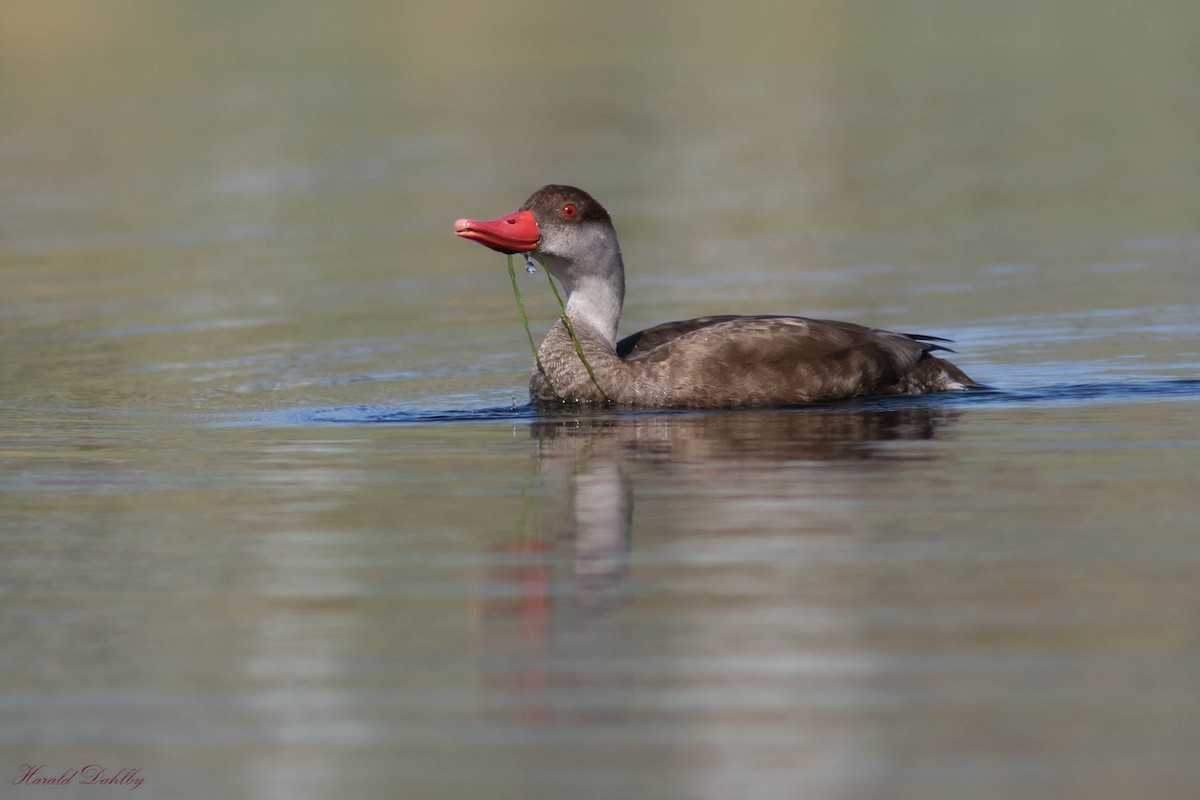 Red-crested Pochard - ML503678311