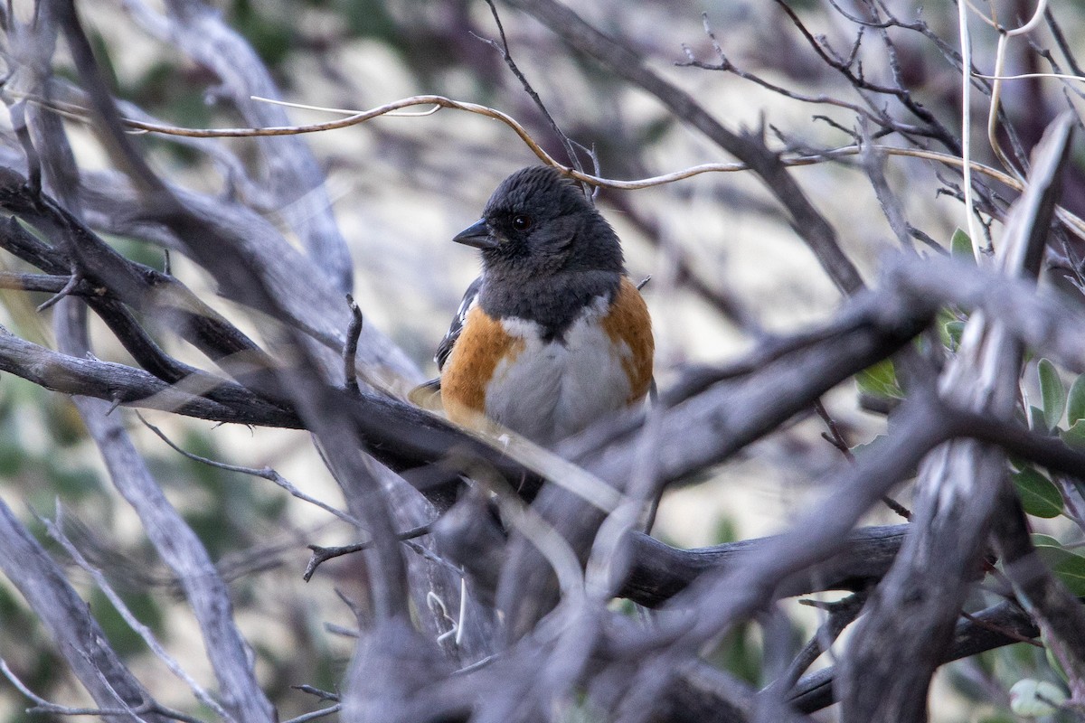 Spotted Towhee - ML503678421