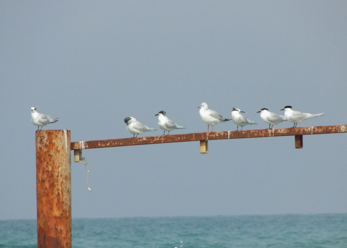 Sandwich Tern - ML503678951