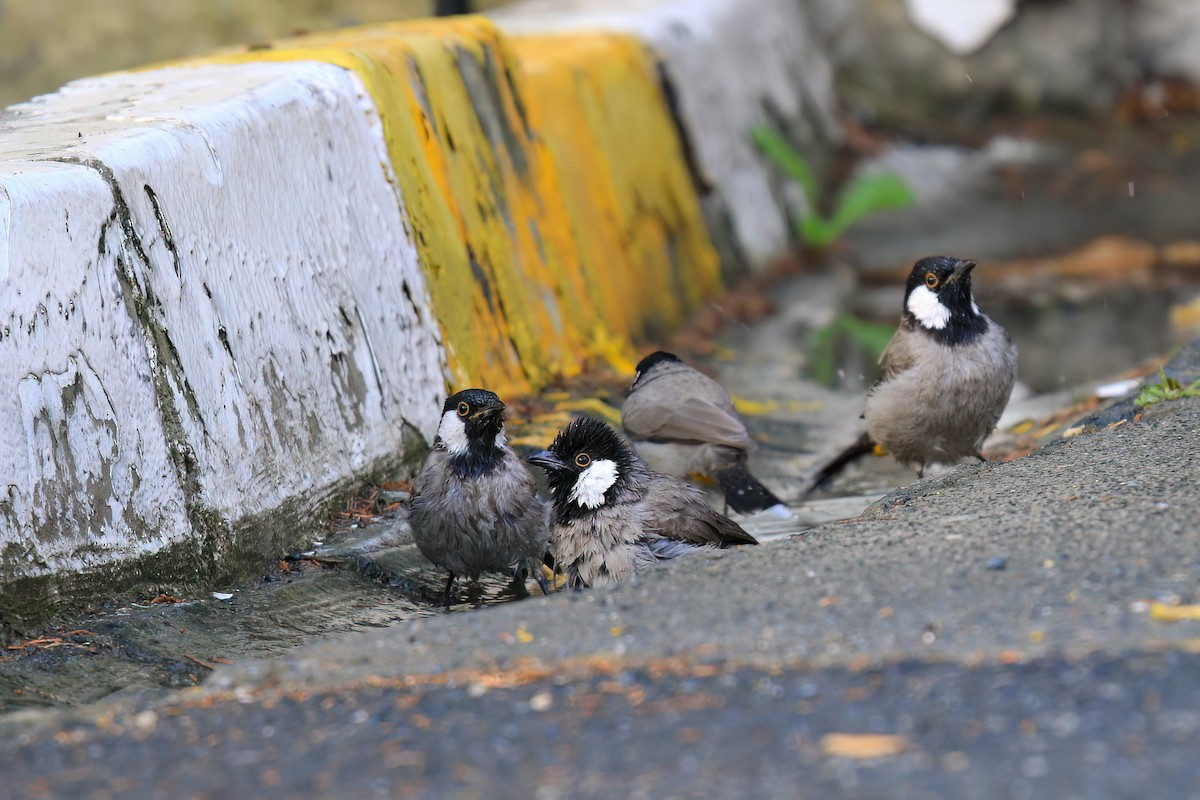 Bulbul à oreillons blancs - ML503679241