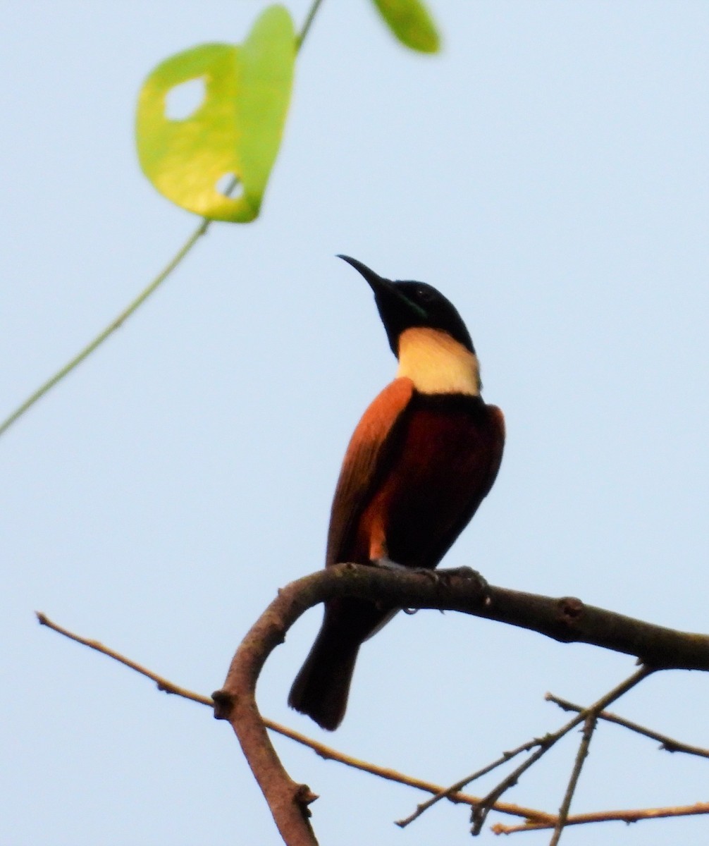 Buff-throated Sunbird - ML503679991
