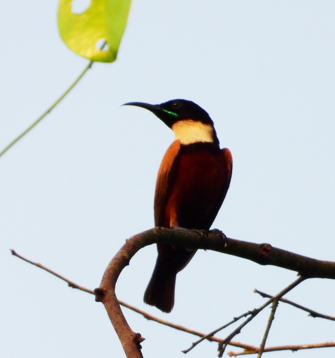 Buff-throated Sunbird - ML503680011