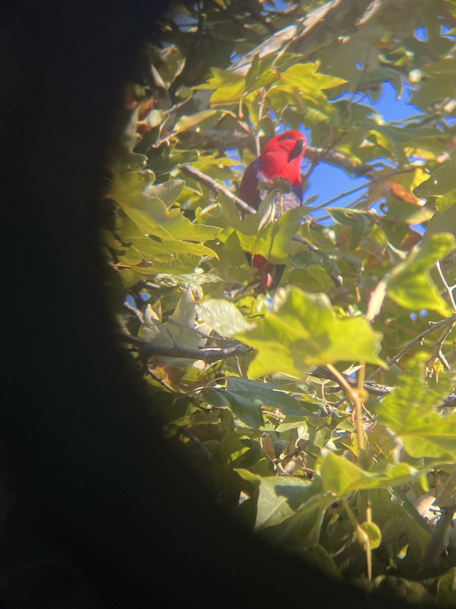 tanımsız Eclectus sp. - ML503680531