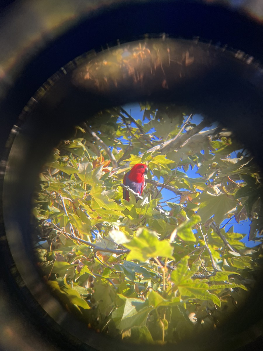 eclectus sp. - ML503680541