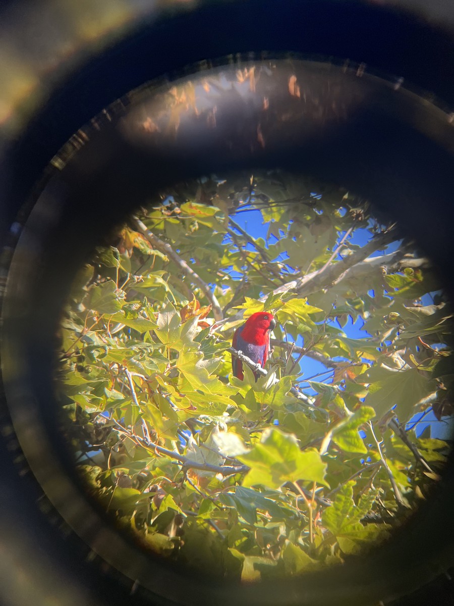 Eclectus sp. - ML503680551