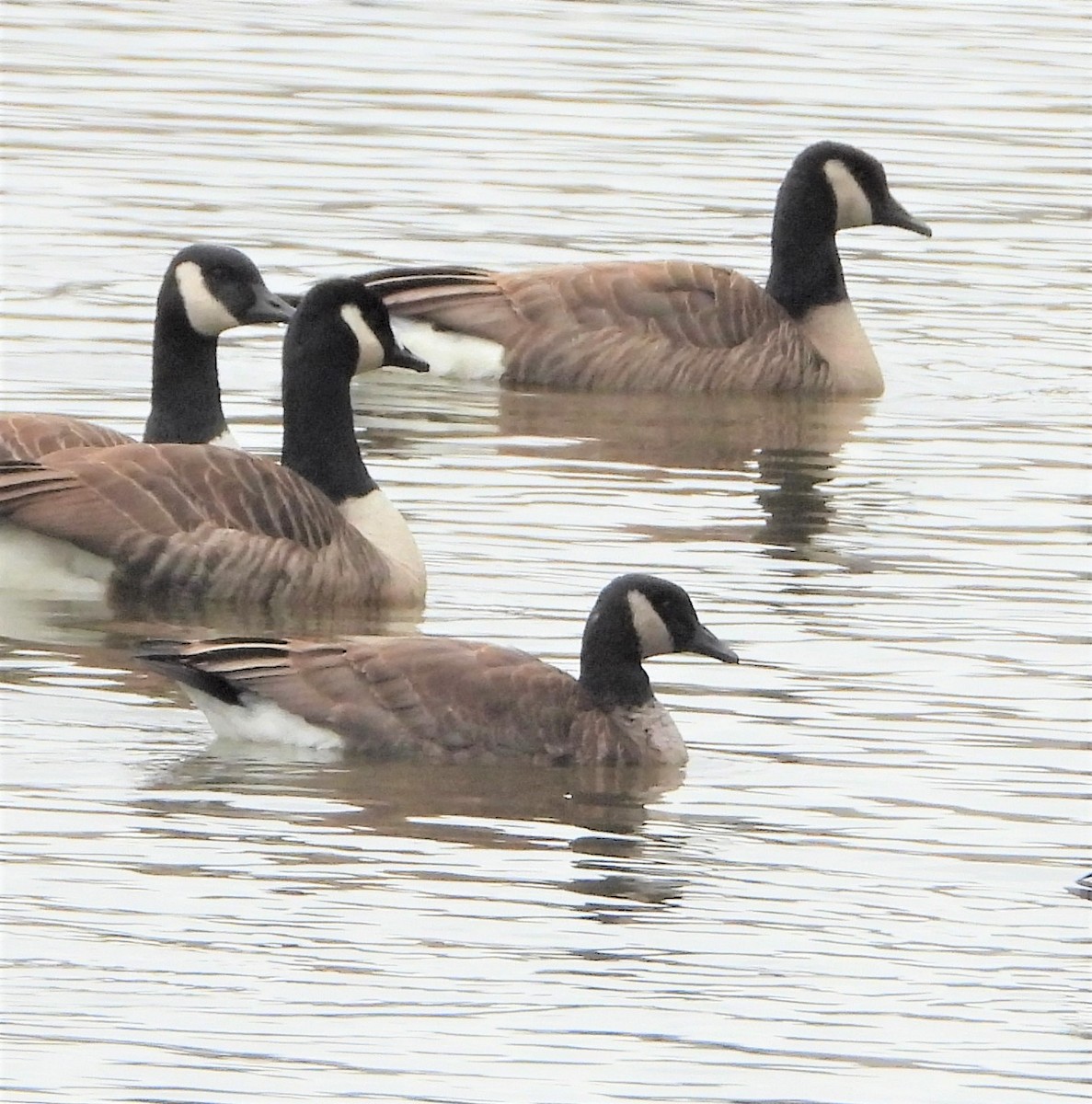 Cackling Goose - Richard Chirichiello