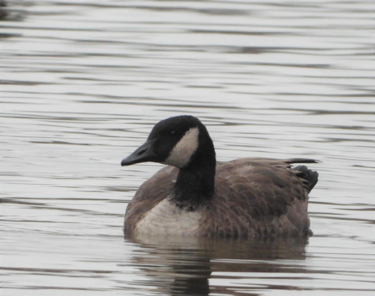 Cackling Goose - Richard Chirichiello