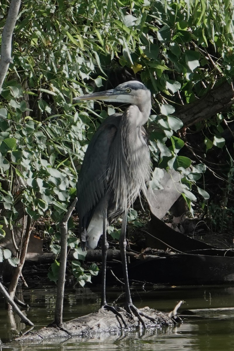 Great Blue Heron - ML503681721