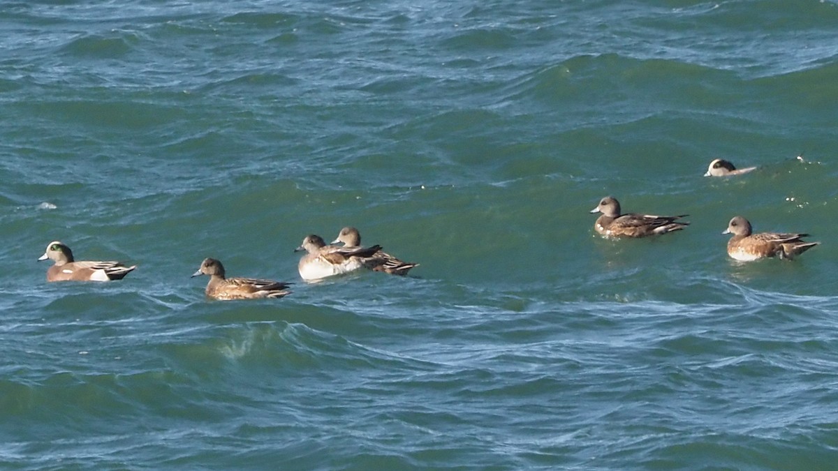 American Wigeon - Andrew McCormick