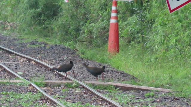 ハイムネモリクイナ - ML503682751