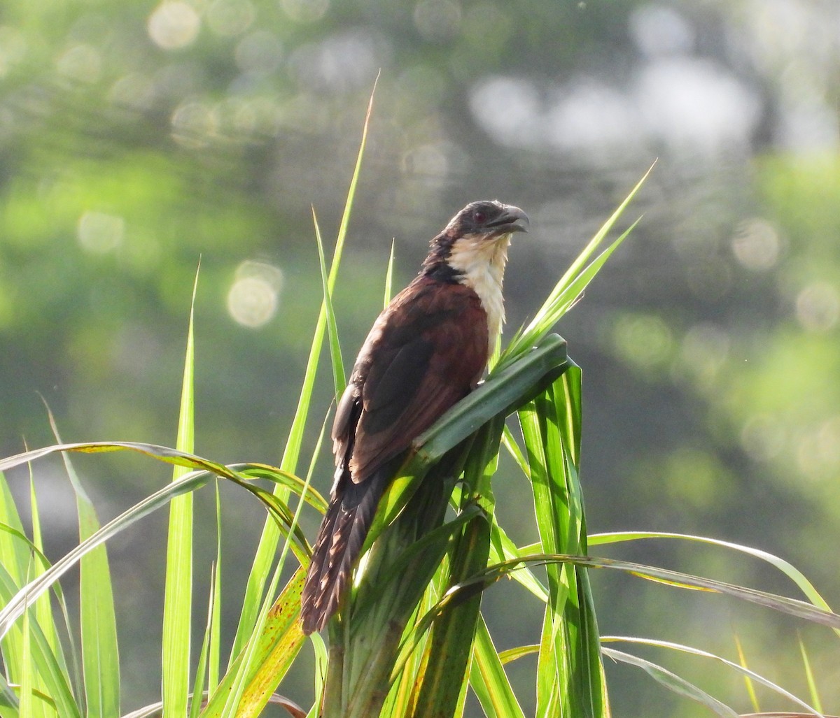 Blue-headed Coucal - ML503683131