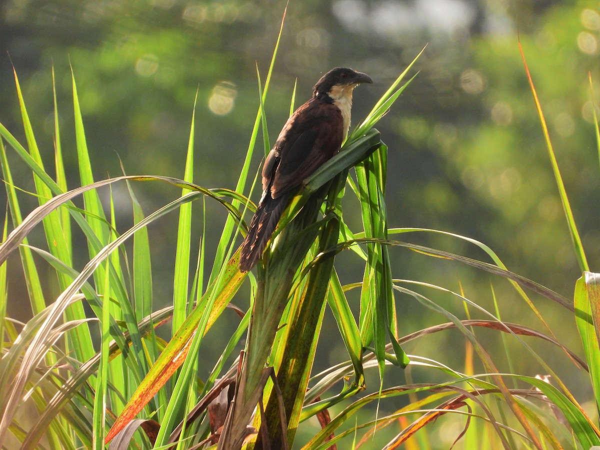 Blue-headed Coucal - ML503683141