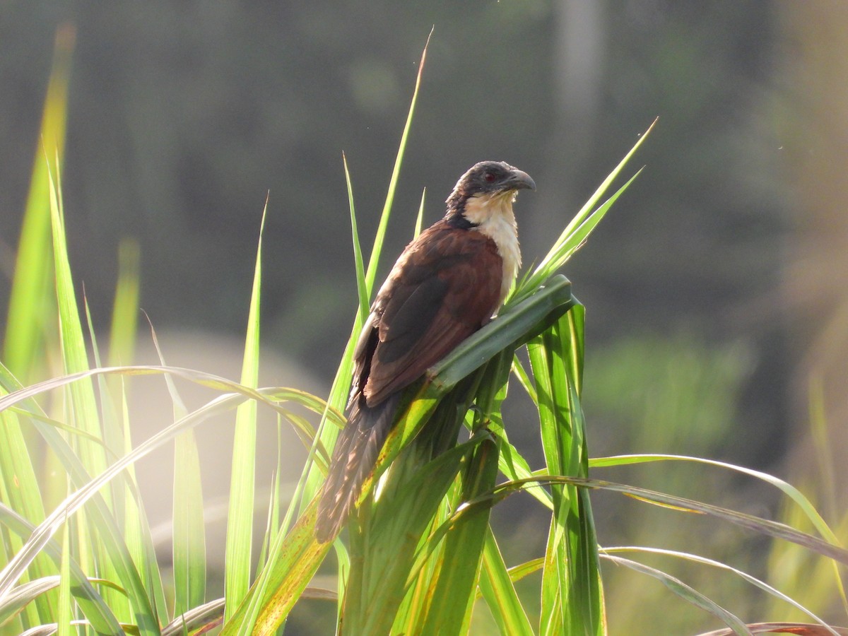 Blue-headed Coucal - ML503683151