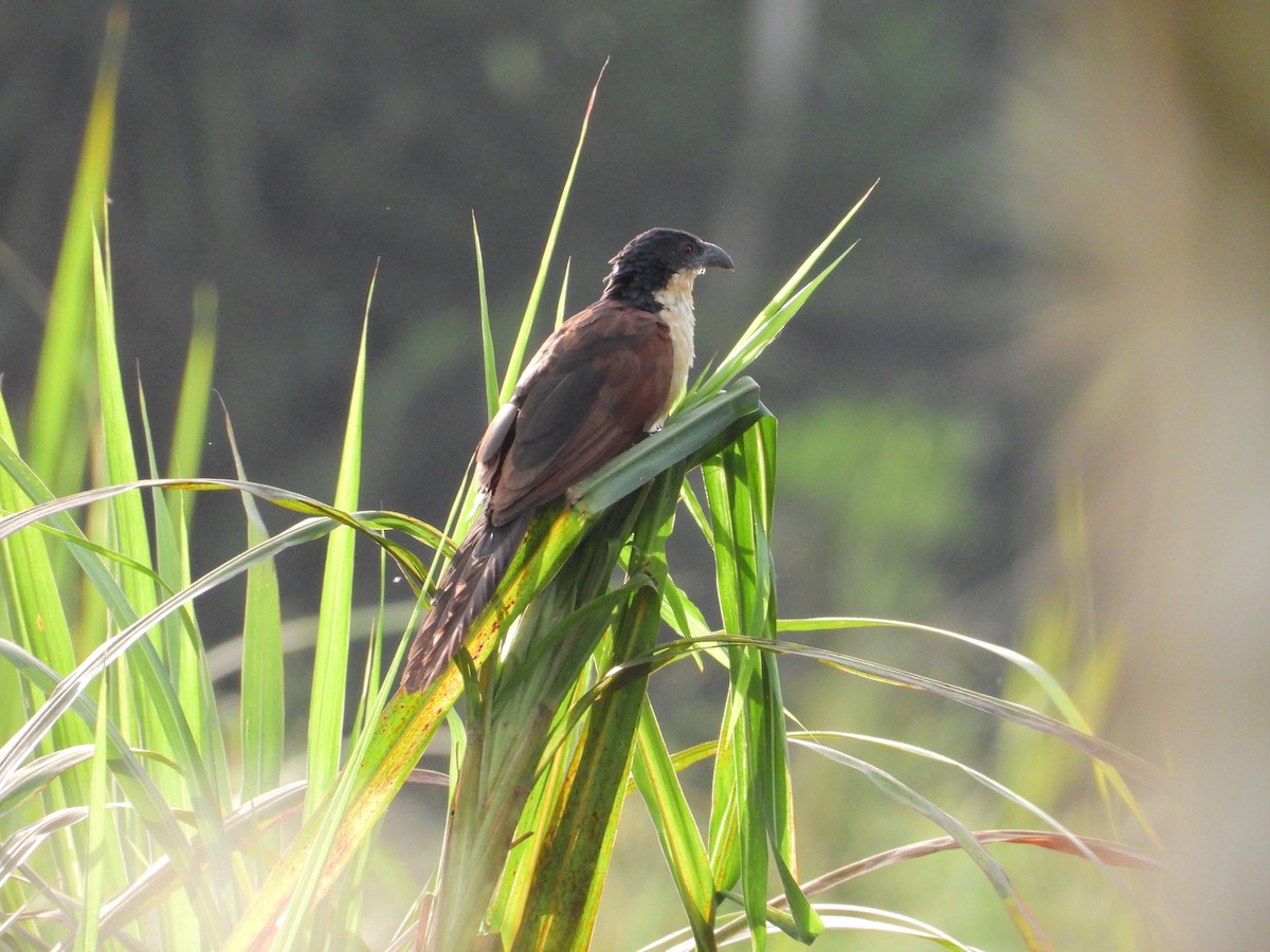 Blue-headed Coucal - ML503683161