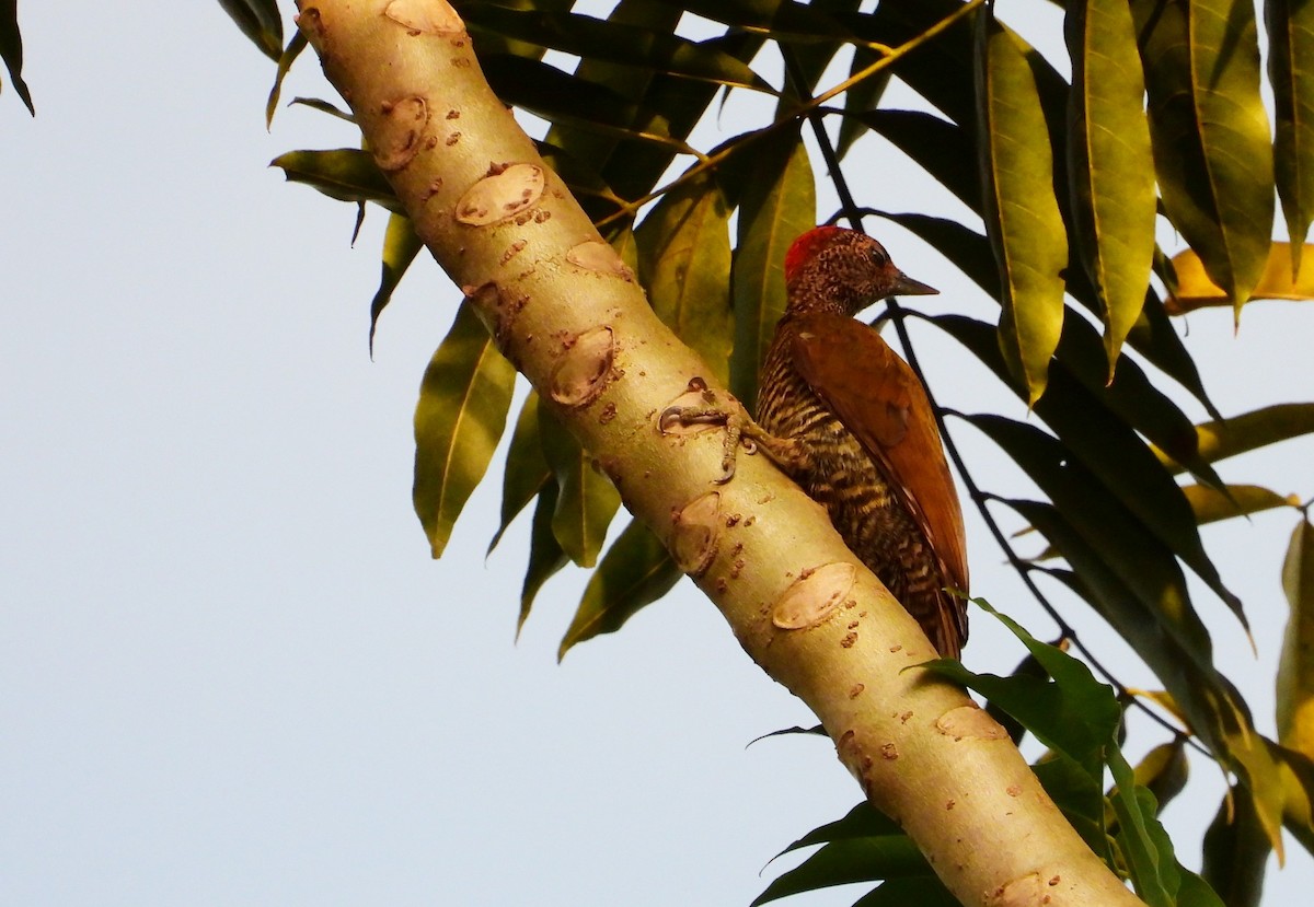 Green-backed Woodpecker (Little Green) - ML503683361