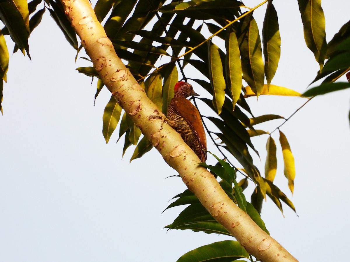 Green-backed Woodpecker (Little Green) - ML503683371