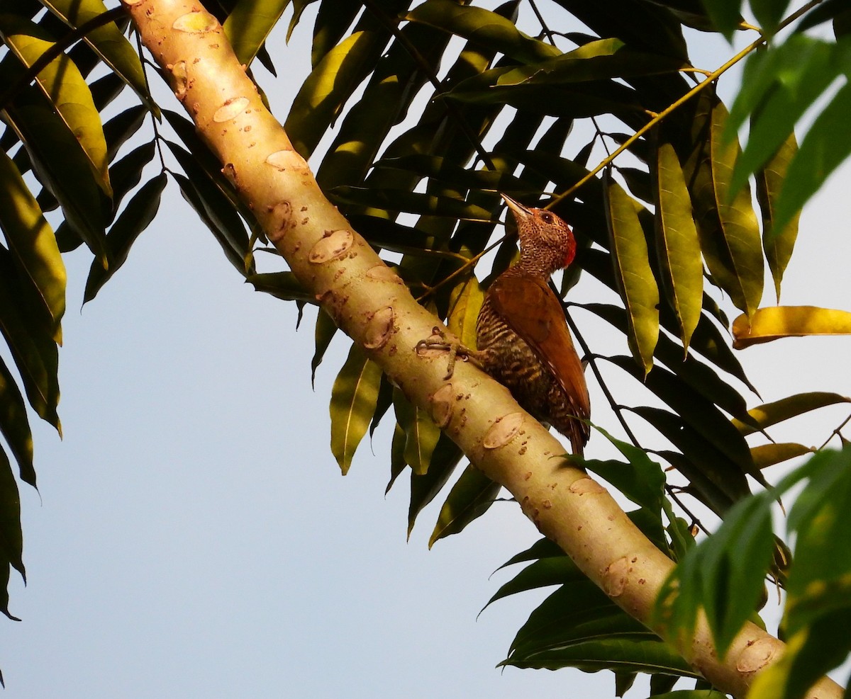 Green-backed Woodpecker (Little Green) - ML503683391