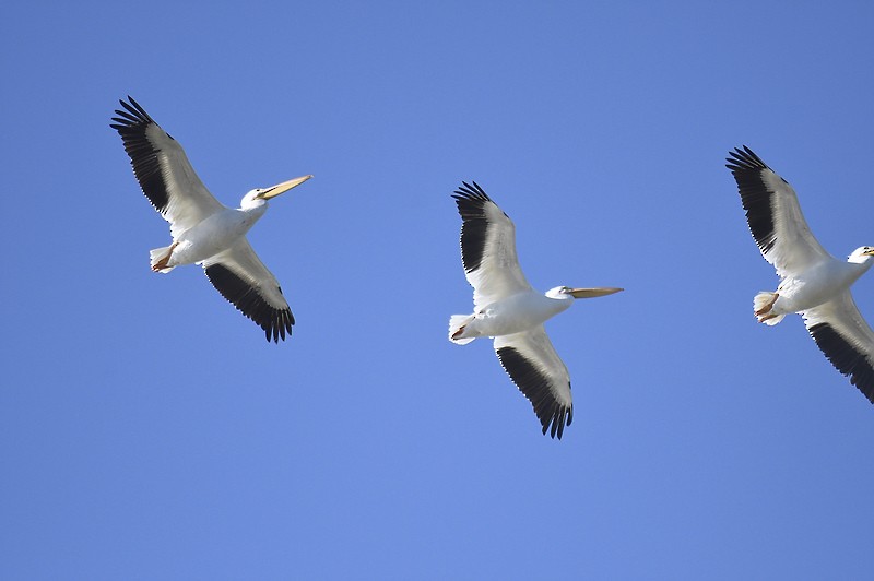 American White Pelican - ML503685411