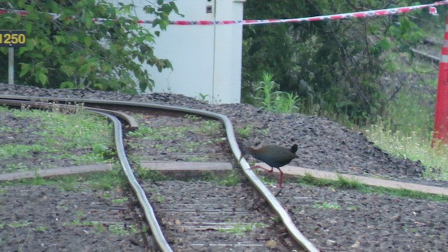 Slaty-breasted Wood-Rail - ML503686021