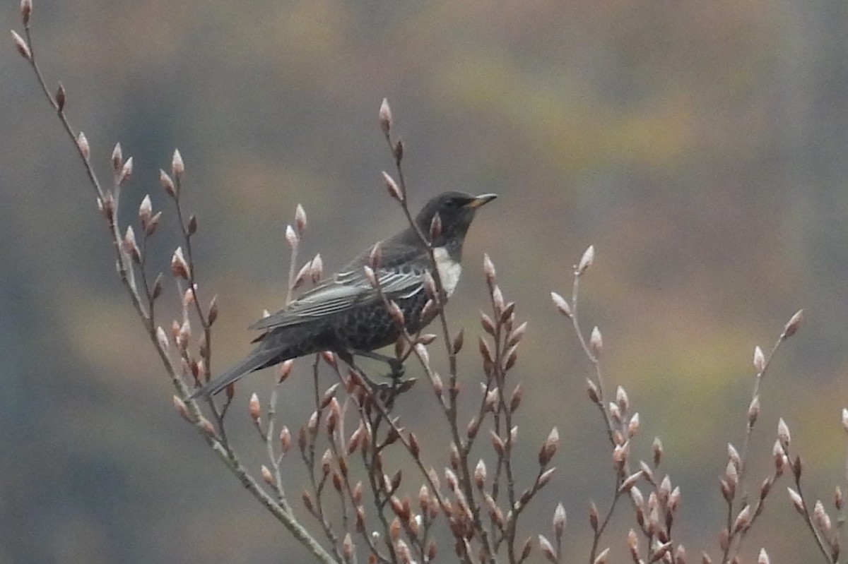 クビワツグミ（torquatus） - ML503686671