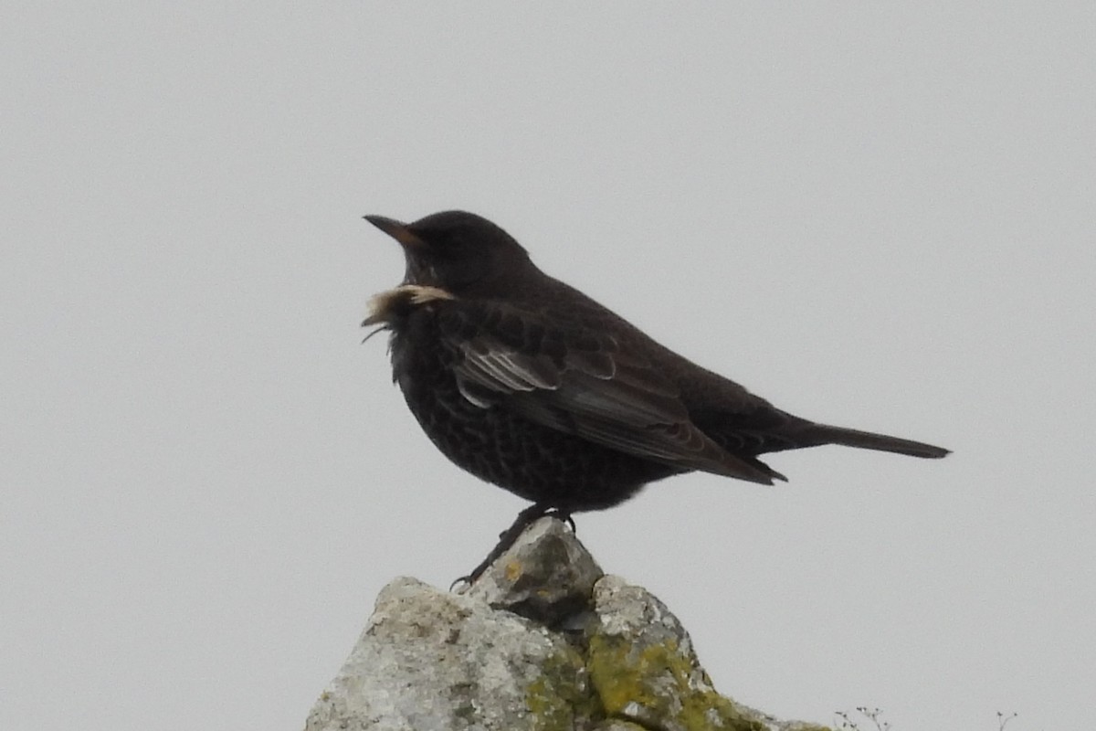 Ring Ouzel (Northern) - ML503686691