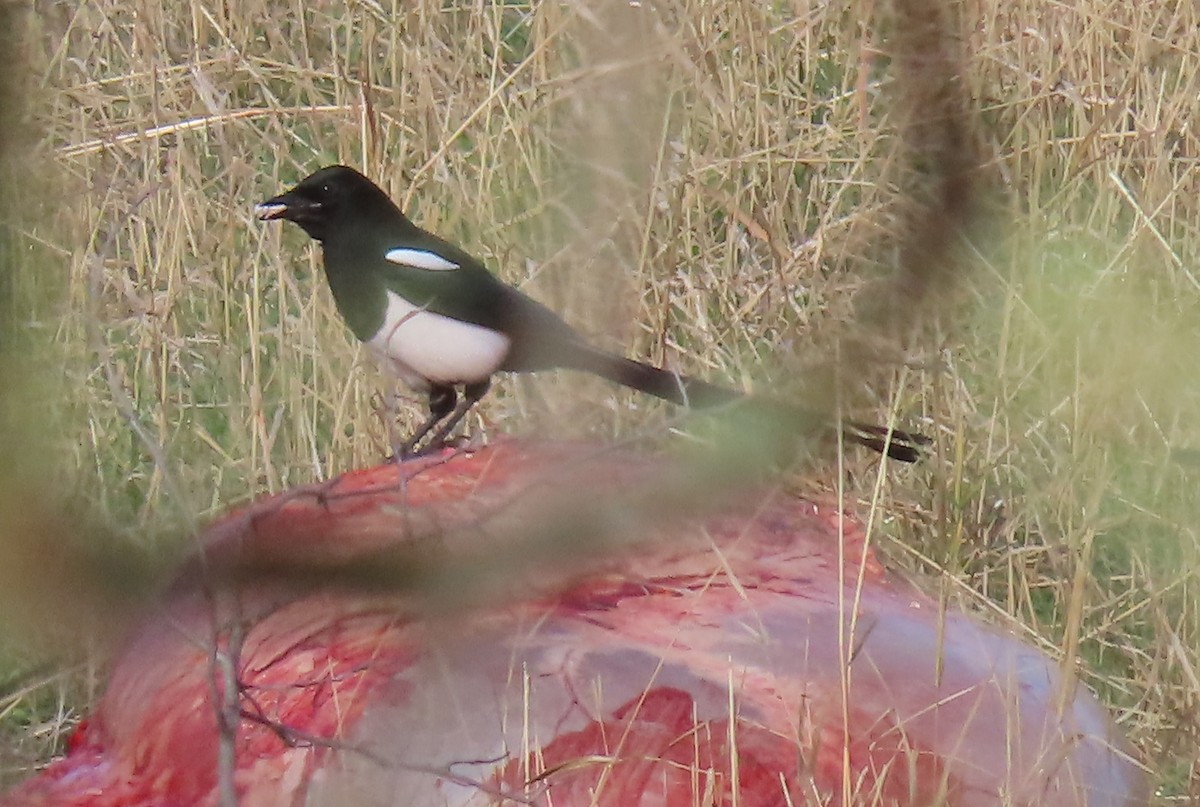 Mika iparramerikarra - ML503686941