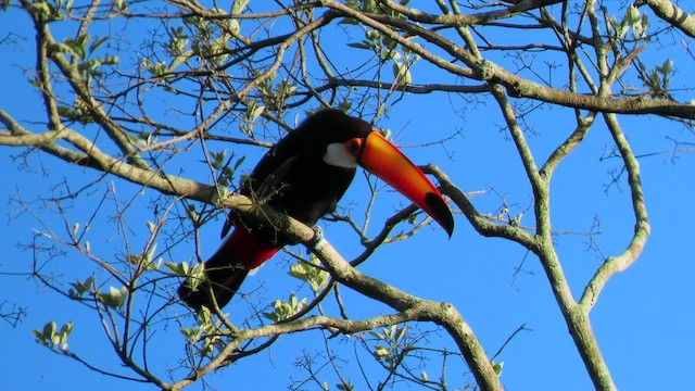 Toco Toucan - ML503688491