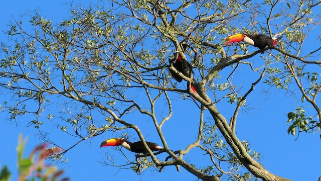 Toco Toucan - ML503688951