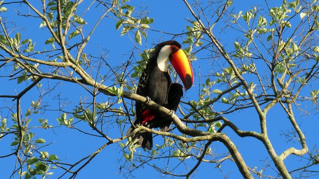 Toucan toco - ML503689331