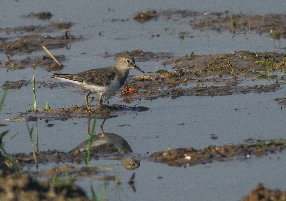 Temminck's Stint - ML503689521