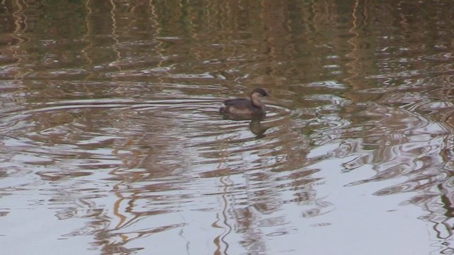 Little Grebe - ML503690001