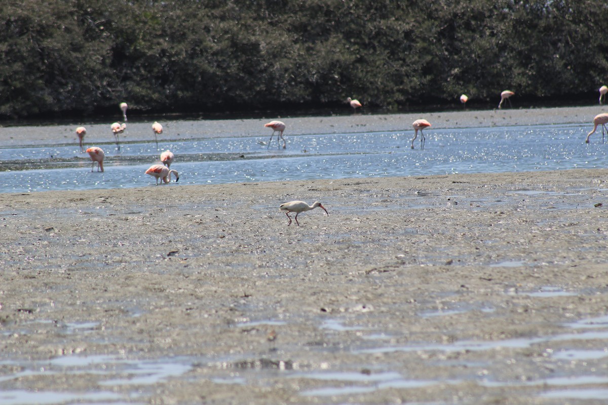 Ibis Blanco - ML503690061