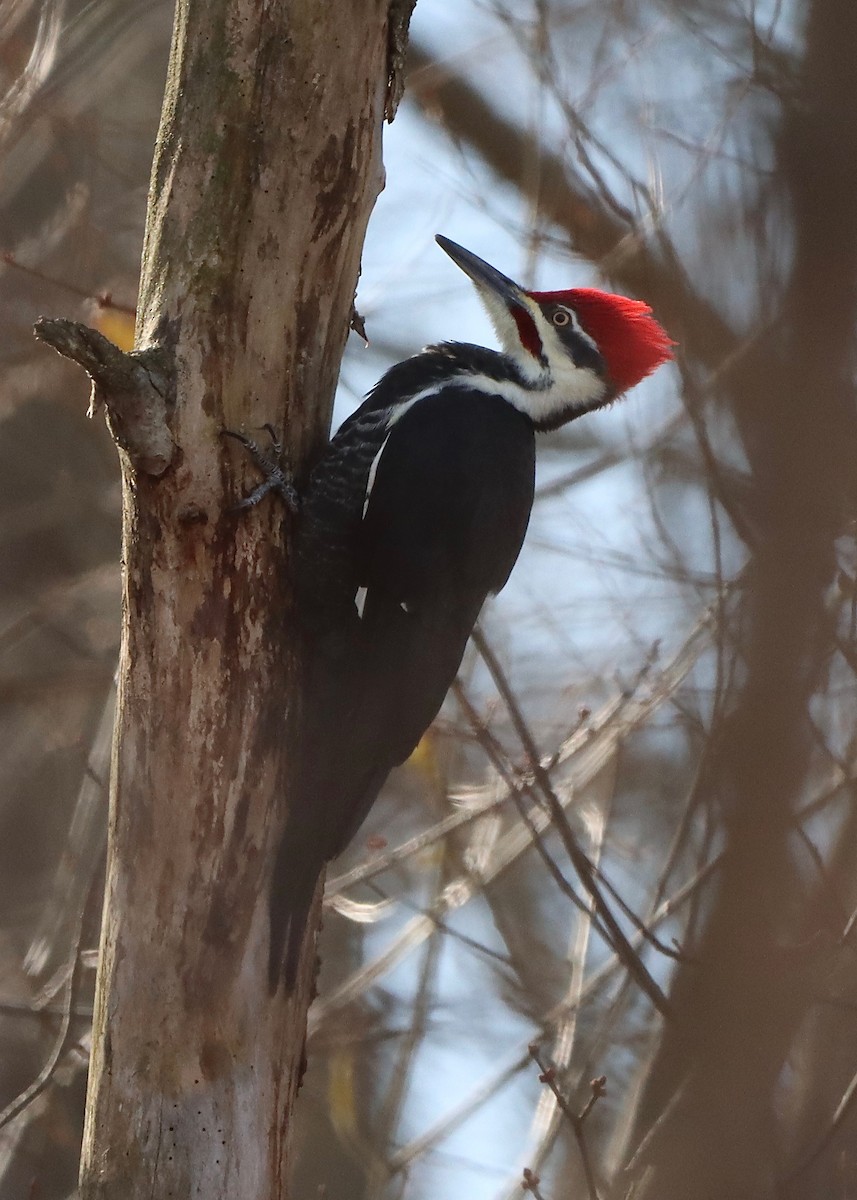 Pileated Woodpecker - ML503690631