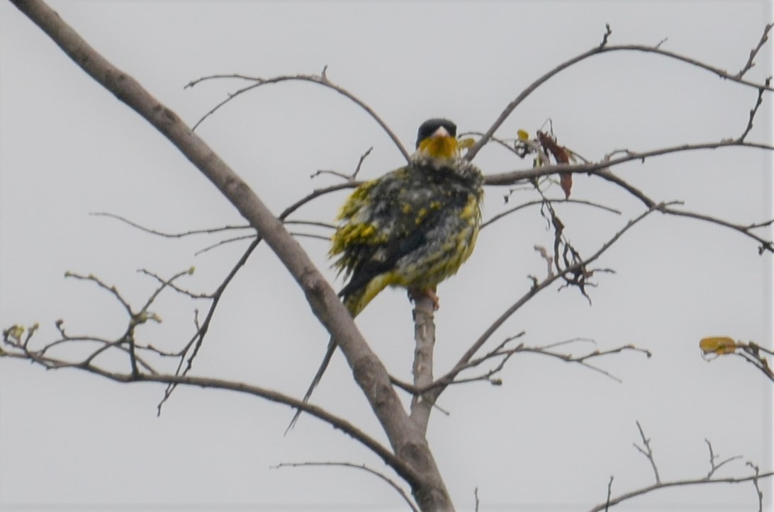 Cotinga Tijereta (flavirostris) - ML503690881