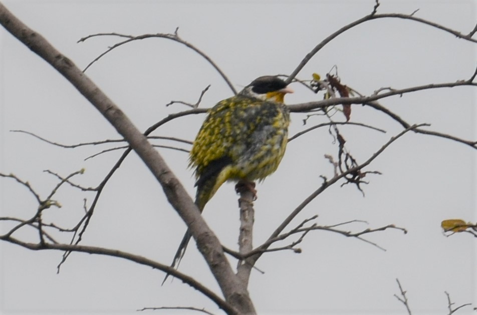 Котинга вилохвоста (підвид flavirostris) - ML503690891